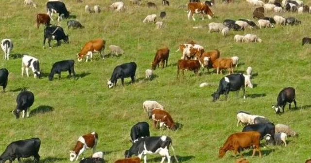 Ət bazarında bahalaşma riski: Heyvanların sayı sürətlə azalır VİDEO