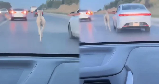 Bakıda dayça magistral yola çıxdı