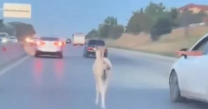 Hökməli yolunda təhlükəli anlar: Dayça magistral yola çıxdı VİDEO