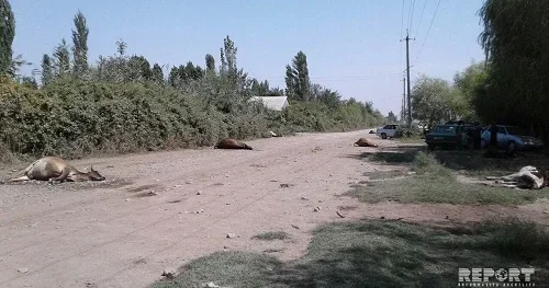 Avtomobil mal qaranı vuraraq, aşdı: Yaralılar var