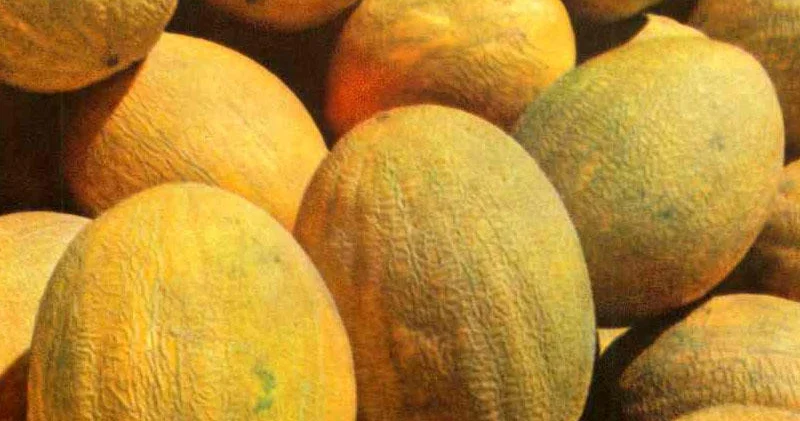 Ən yaxşı yemişi seçməyin yolları Sadəcə qoxulamaq kifayət deyil
