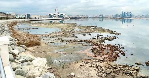 Xəzər dənizi çəkilir: Balıqlar və suitilər təhlükədə AÇIQLAMA