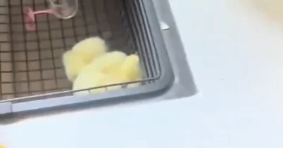 В Китае из купленных яиц вылупились десятки цыплят ВИДЕО