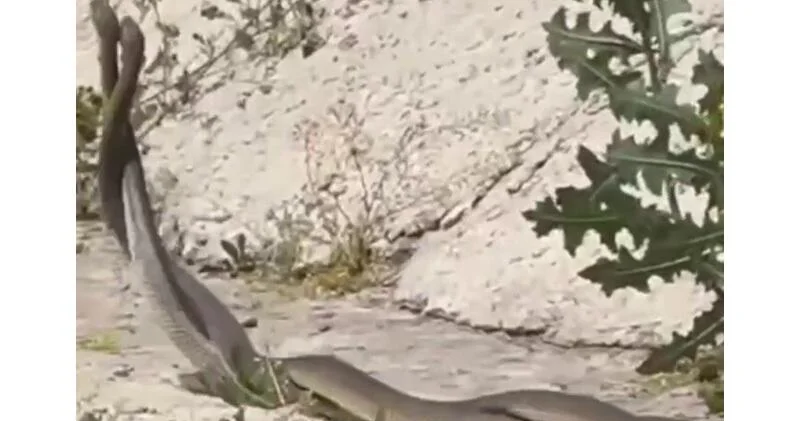 Змеиный танец попал на камеру ВИДЕО