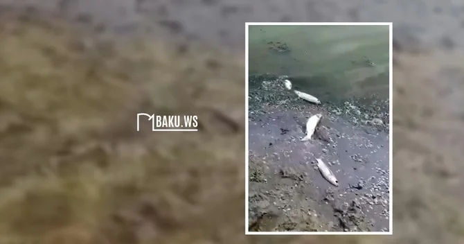Qum adasında ölü balıqlar sahilə vurdu