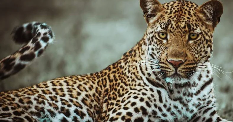 Hindistanda dəhşətli anlar: Leopard mağazaya girib 3 nəfəri yaraladı VİDEO