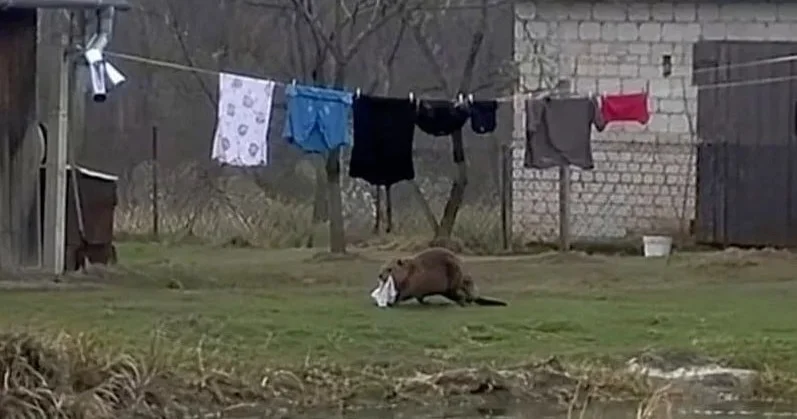 Polşada qeyri adi hadisə: Qunduz kişinin alt paltarını oğurladı