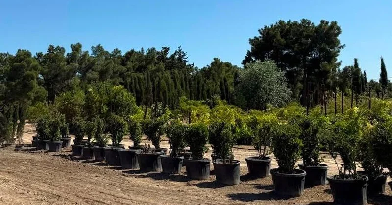 Paytaxtda yaşıllaşdırma tədbirləri sürətlənib Yeni ağaclar və dekorativ güllər əkilir (Foto)