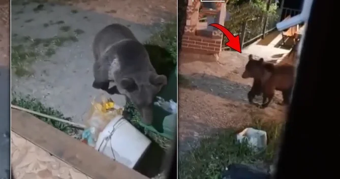 Qubada ayı evin həyətinə girdi ANBAAN GÖRÜNTÜLƏR