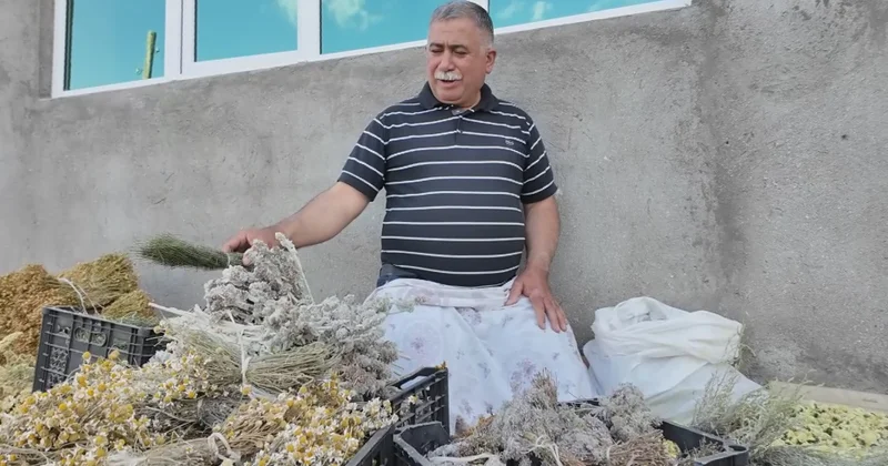 Ucqar dağ rayonunda sakinlər dərman bitkilərindən gəlir əldə edirlər