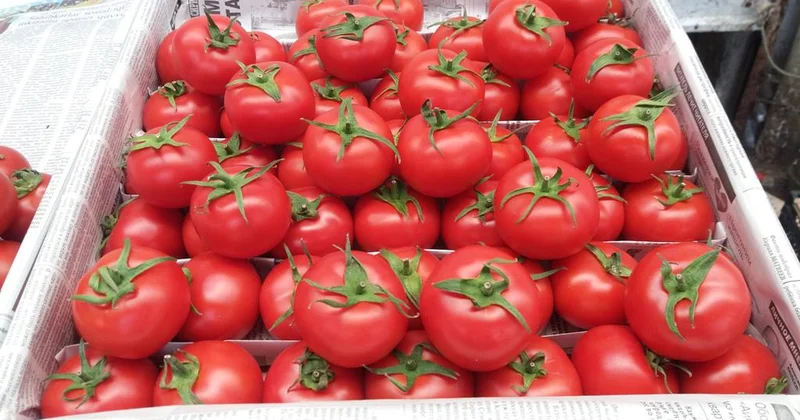 Pomidor böhranı kəndlinin dərdi, istehlakçının yükü AÇIQLAMA