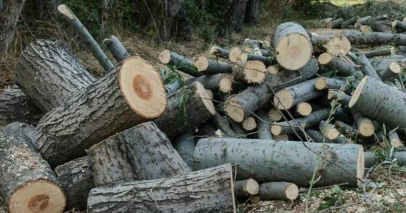 İctimai nəzarət təbiəti qorumağın əsas vasitəsidir EKOLOQ DANIŞDI