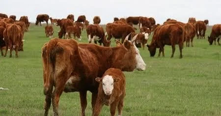 İri və xırdabuynuzlu heyvanların sayı niyə azalır? Araşdırma