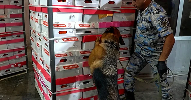 Rusiyaya apardıqları bibər yox, narkotik imiş Video