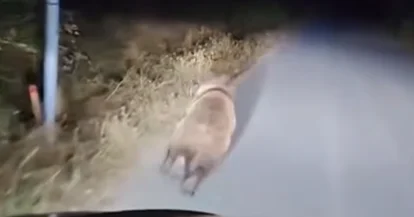 Quba və Şabranda ayı ilə bağlı görüntülər qeydə alınıb