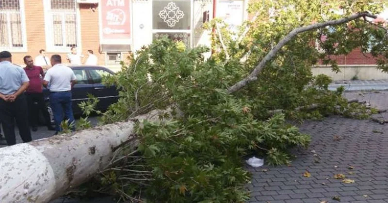 Bakıda 58 yaşlı qadının üzərinə ağac aşdı Hadisəyə tikinti şirkəti səbəb olub VİDEO