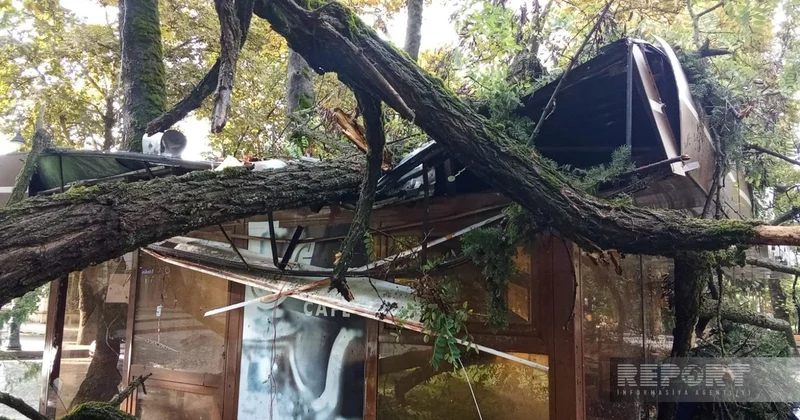 İsmayıllıda güclü külək ağacı kafenin üzərinə aşırıb