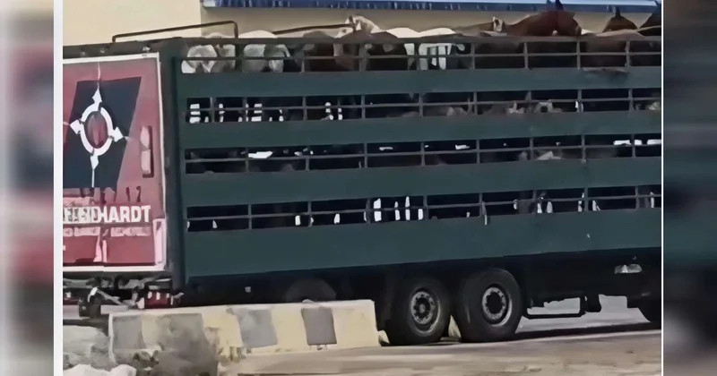 “Azərbaycanda at qoymayıblar qala, Qazaxıstana aparırlar” Görüntülər müzakirə yaratdı
