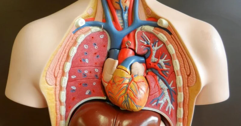 Qaraciyər fibrozu ilə mübarizədə yeni kəşf
