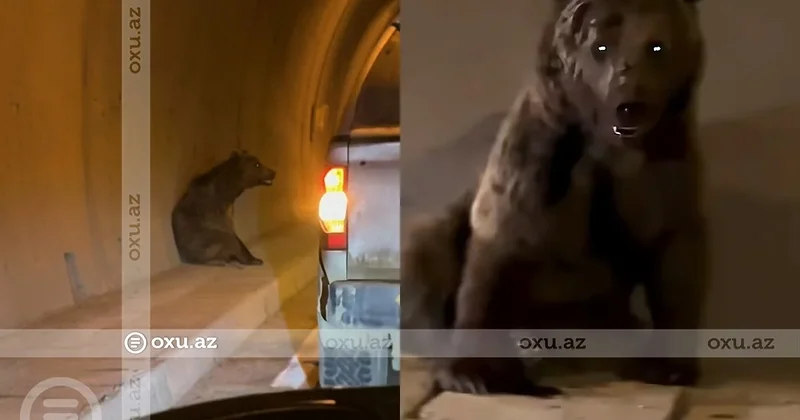 Ayı Murovdağ tunelindən keçmək istədi: Belə görüntüləndi Video