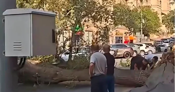 Səbail rayonunda ağac aşaraq yolu bağlayıb VİDEO