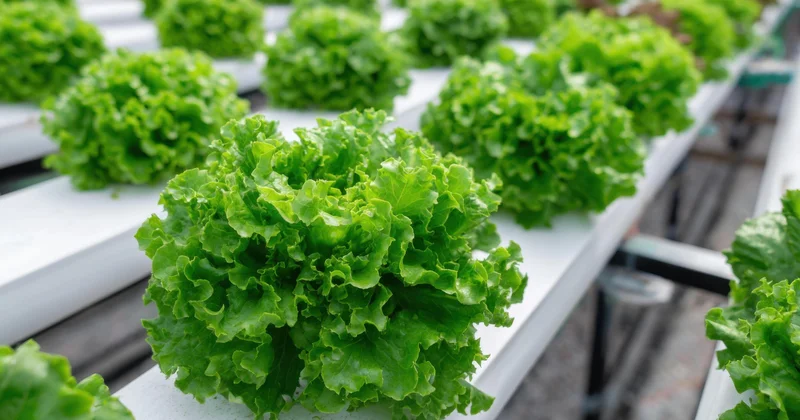 Rusiyaya kahı adı ilə marixuana aparırdılar