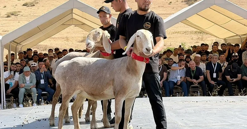 Qırğızıstanda qoyun 1 milyon dollara satıldı