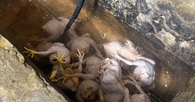 Toyuq kəsimi sexlərində şok mənzərə: AQTA hərəkətə keçdi