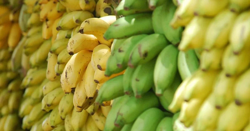 Sarı yoxsa yaşıl? Bananı bu şəkildə yeyənlər diqqətli olsunlar