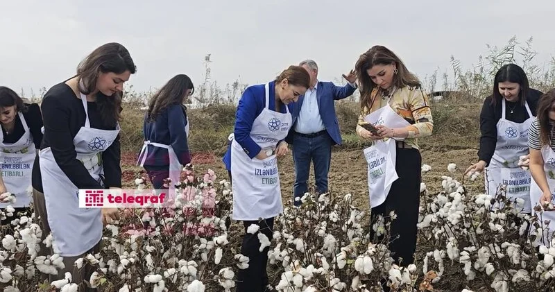 Xanım səfir Biləsuvarda pambıq yığdı FOTO