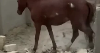 В Абшероне спасли лошадь, оказавшуюся между стенами ВИДЕО