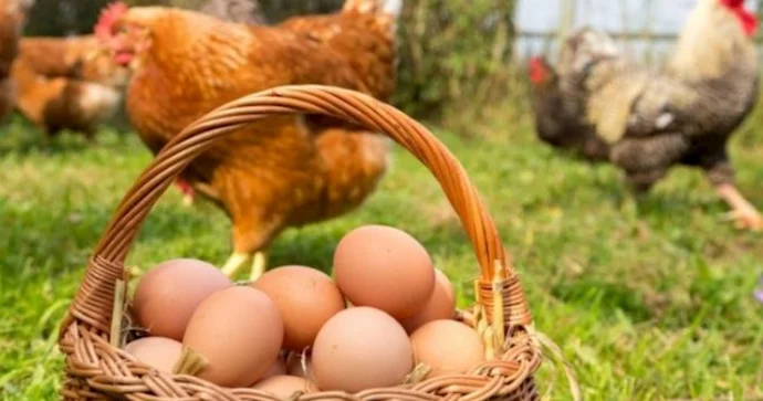 Marketlərdə toyuq və yumurta TAPILMIR