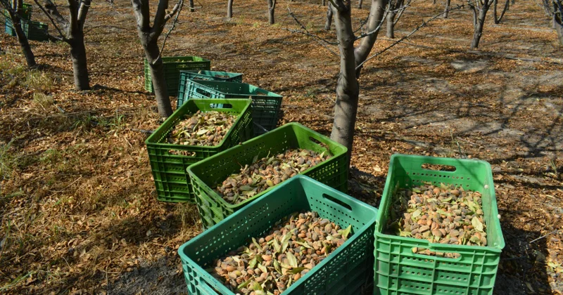 Şabran və Siyəzənin badam bağlarından 186 ton məhsul yığılıb