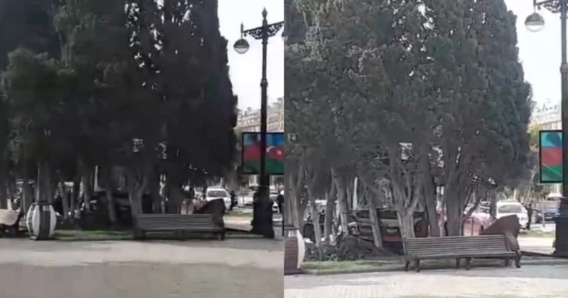 Bakının mərkəzində AĞIR QƏZA: Sərnişin avtobusu bulvar ərazisindəki ağaclara ÇIRPILDI