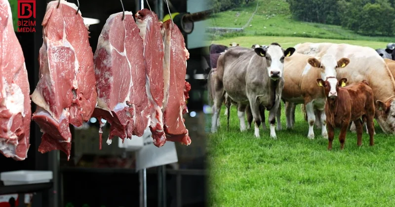 Dabaq təhlükəsinə görə ət bazarlarında vəziyyət necədir? VİDEOREPORTAJ
