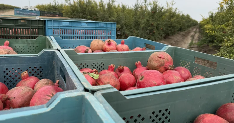 “Minaşirin” narı dünya bazarına göndərilir Saatlıda innovativ bağçılıq
