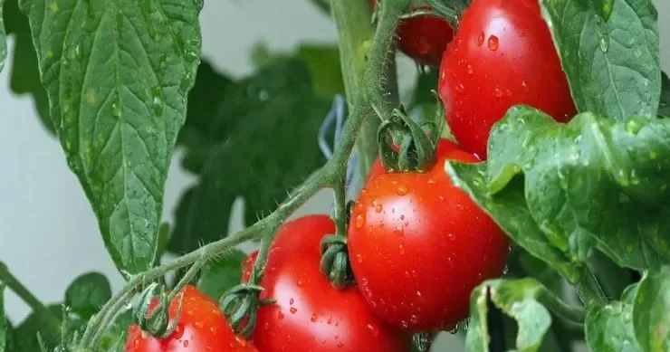 Pomidorun çoxlarının bilmədiyi faydaları Orqanizmə təsiri