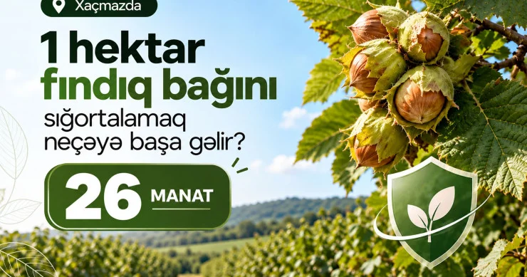 Xaçmazda fındıq bağlarını dövlət dəstəyi ilə sığortalamaq mümkündür