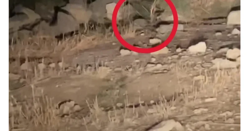 Bakıda bu ərazi Zoopark”a bənzədildi: Tülkü, kirpi və qurbağa bir arada (Video)