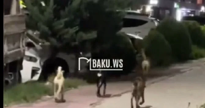 Hövsanda küçə itləri sakinləri qorxuya salır ŞİKAYƏT