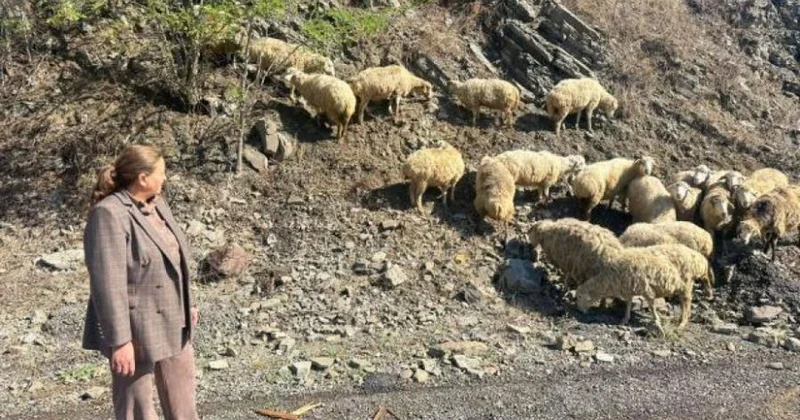 Azad olunmuş torpaqlarda daha 105 sakin üçün qoyunçuluq təsərrüfatı yaradılıb