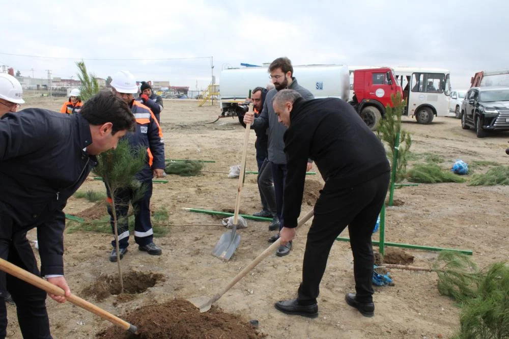 Sabunçu rayonunda ağacəkmə aksiyası keçirilib