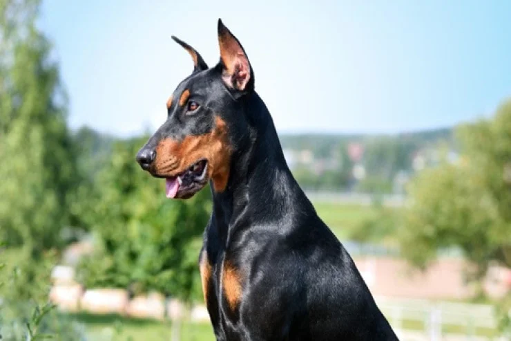 Doberman itlərinə necə rahat həyat yaşada bilərik?