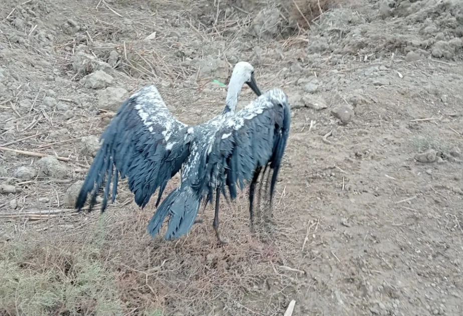 Salyan sakini bataqlıqda qalan leyləyi xilas edib AZƏRTAC