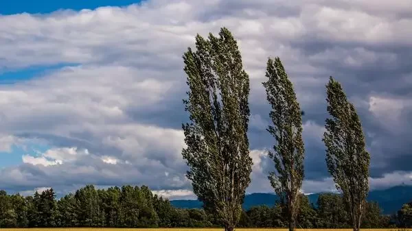 Küləkli hava şəraiti ilə bağlı sarı xəbərdarlıq verib