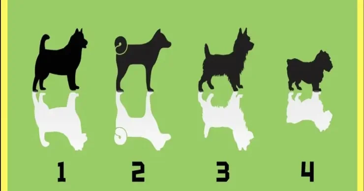 Psixoloji TEST: İnsanlar sizi necə görürlər?