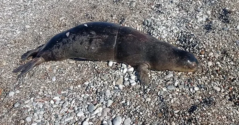 Ölü halda tapılıb: Nəsli tükənməkdədir