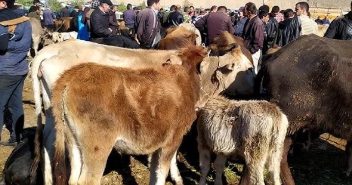 Heyvan bazarları nə vaxt açılacaq? AQTA dan CAVAB