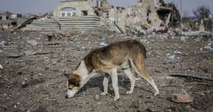 Rusiyalı deputatdan TƏKLİF: Ukraynadakı müharibə üçün sahibsiz itlər səfərbər edilsin