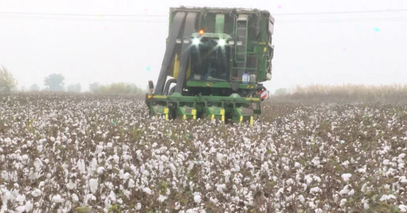 İmişlidən Türkiyəyə mahlıc ixrac olunur